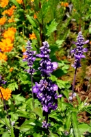 Salvia farinacea 'Evolution'2